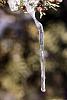 30. Icicle