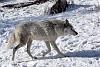 32. Wolf