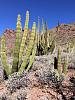 Nature Trail from Group campground  
Organ Pipe Cactus NM