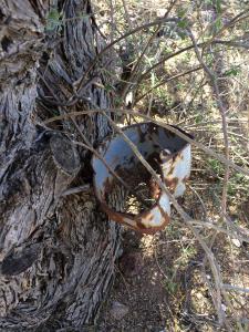 Hole in th bucket
Alamo Canyon trail
Organ Pipe Cactus NM