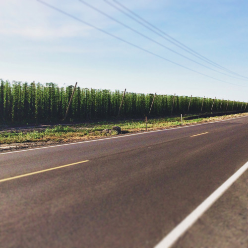 Hops fields outside of Champeog State Park, OR