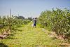 Blueberry picking on our way north outside of Champoeg State Park, OR