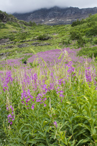 Going to the Sun Road, Glacier NP