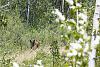 Black bear outside of Two Medicine, Glacier NP