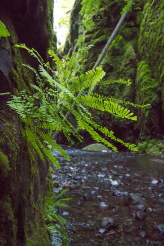 Oneonta Gorge, Historic Columbia River Highway, OR