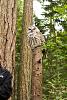 Capilano Suspension Bridge Park, Vancouver BC