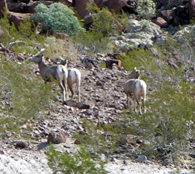 Mountain Sheep