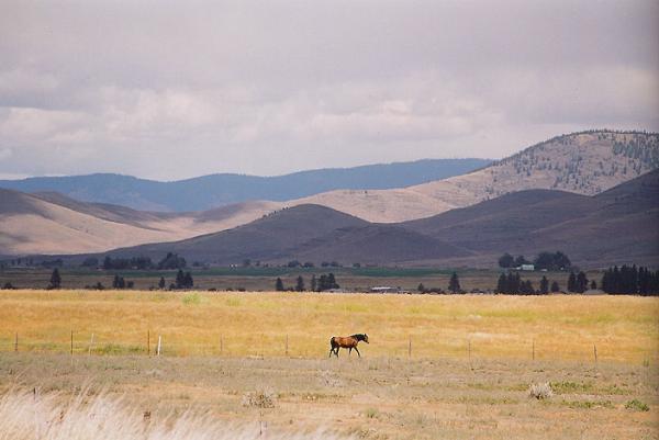 Horse, Montana