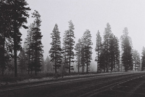 Trees in fog
