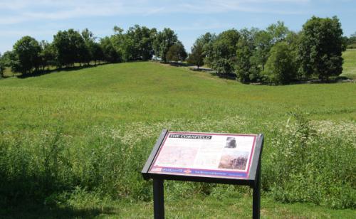 The Cornfield