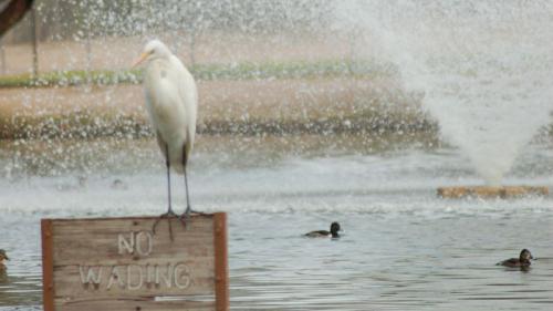 Wading https://www.roadtripamerica.com/forum/album.php?albumid=319&attachmentid=5194Bird 800
