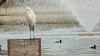 Wading https://www.roadtripamerica.com/forum/album.php?albumid=319&attachmentid=5194Bird 800