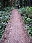 One of the downed redwood trees in the Redwoods National Park in north California