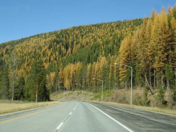 A shot of the Ponderosa Pines coming through north Idaho