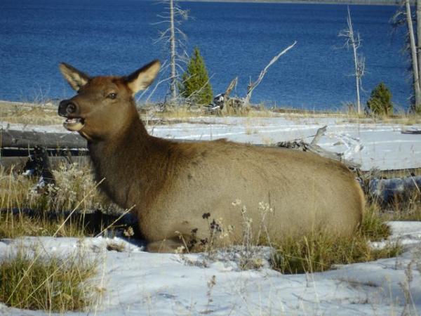 Some elker chomping down on grub in Yellowstone