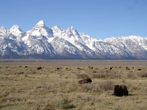 Found the roaming buffalo in the fields overlooked by the Grand Tetons