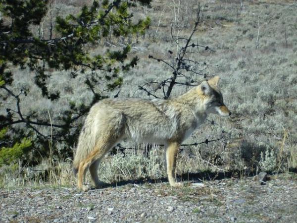 Scouting for food in Yellowstone