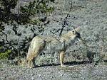 Scouting for food in Yellowstone