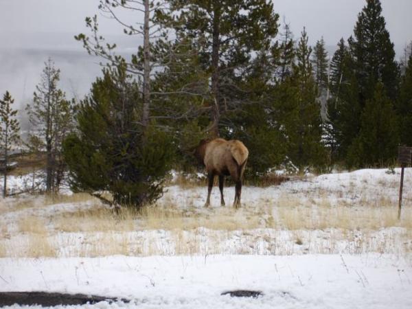 The wildlife in Yellowstone, WY continues to flourish even in the waning Fall season