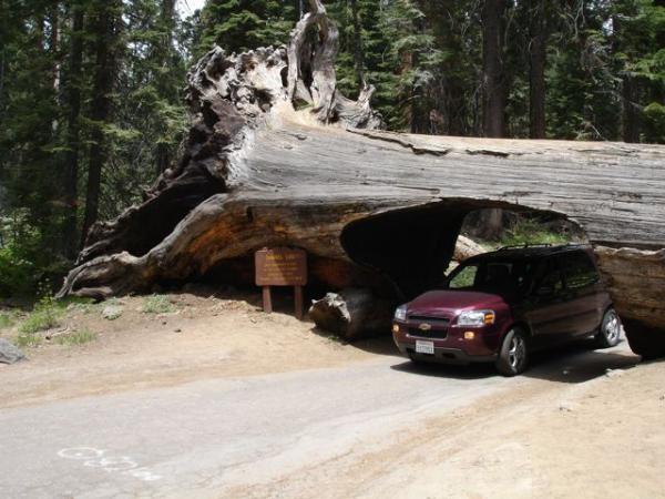 Driving under Tunnel Log in Sequoia National Park, CA