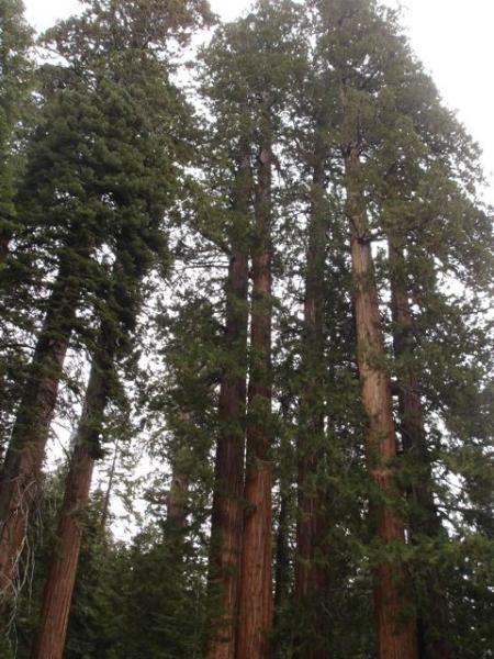 A grove of Sequoias in the California National Park