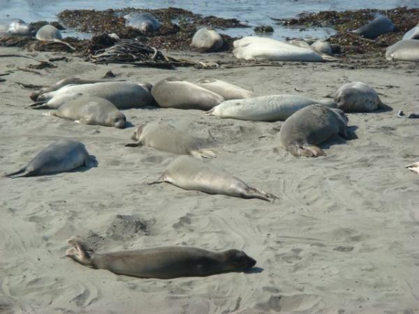 The Elephant Seal lookout, found north of San Simeon, CA on Hwy 1. Any time of the year except summer months are good for a plethora of seals.
