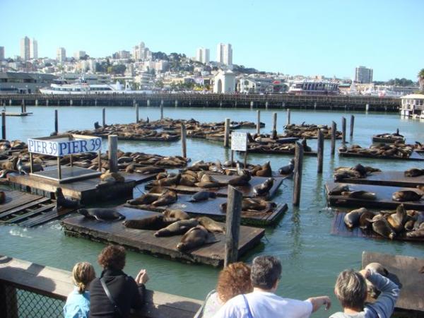 You'll find a bunch of seals hanging out on the docks by Pier 39 in northeast San Francisco, CA. They're noisy, but everyone loves to watch them.