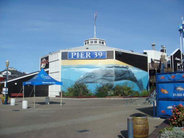 I was told that Pier 39, found in northeast San Francisco, CA, was very much like our own Balboa Island down here in Southern California. Yep, that basically explains this place. Lots of food, shops, and random fun things.