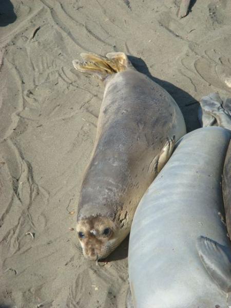 How adorable. This female elephant seal is wondering what I'm doing up here.