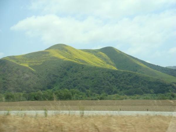 In California, the hills were overrun this year by mustard greens, producing yellow blankets for miles and miles. These could be seen on Hwy 101