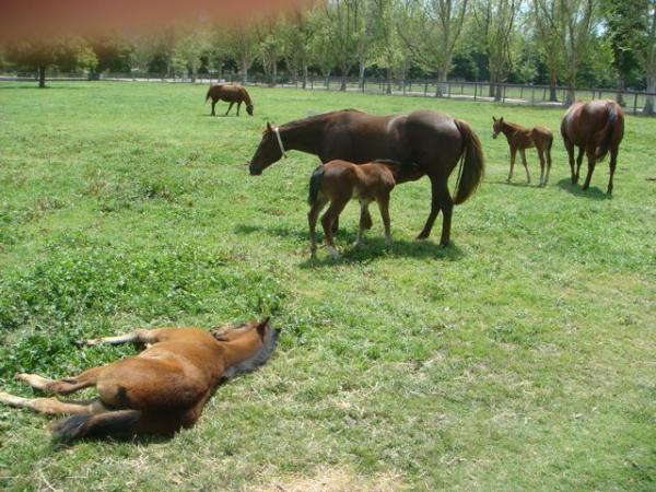 We stopped at the "Flag is Up Farms" horse ranch, run by Monty Roberts near Solvang, CA to appease my mom with her horse-gazing obsession