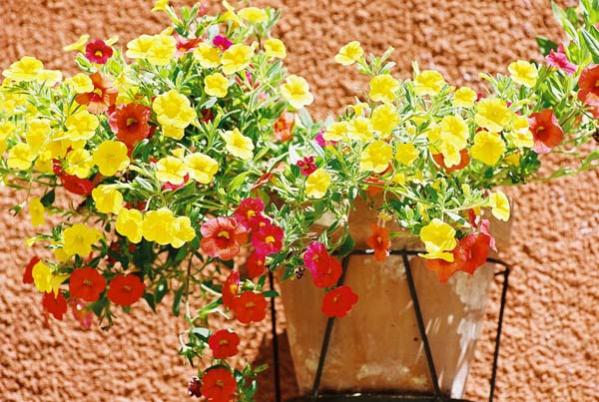 Flowers. Perfect colours on a perfect Provecale background.