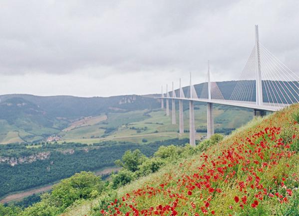 Millau poppies