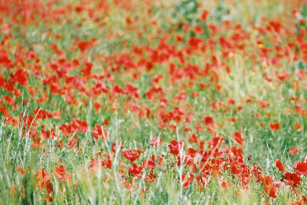 Poppy field