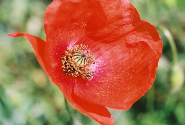 Poppy