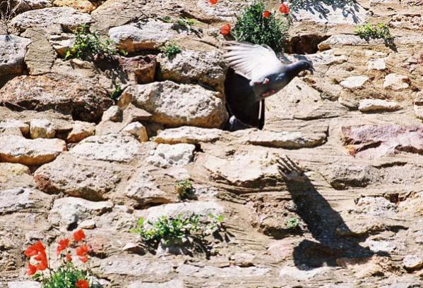 Roussillon pigeon