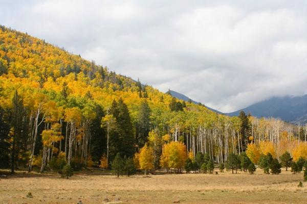 Locketts Meadow, San Francisco Peaks, Arizona