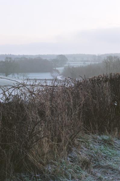 East View garden - well, strictly speaking, "view from ..."