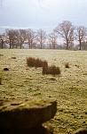 Field