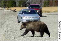 Grizzlies on road