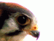 Kestrel's Avatar