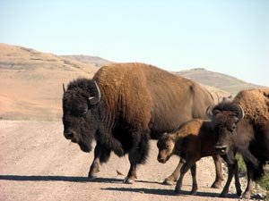 bison on road