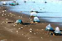 Portuguese Man-of-Wars