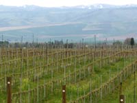 Grapevines