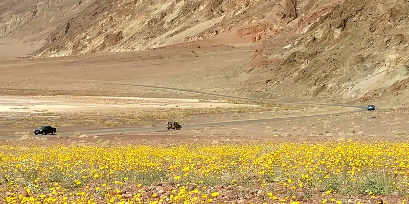 Wildflowers in Death Valley NP - Photo by Mark Sedenquist