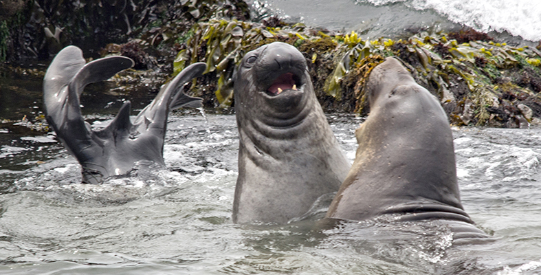 Sea lions north of San Simeon, California - Photo by Keith Growden