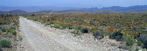 Mormon Well Road, Nevada