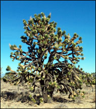 Joshua tree
