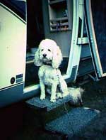 Marvin the Road Dog