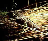 Gator